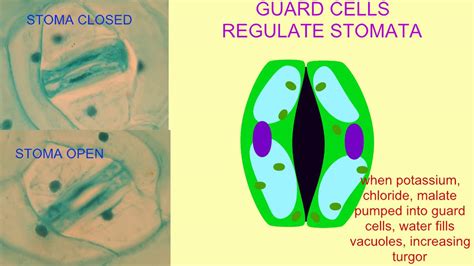 Guard Cell Organelles