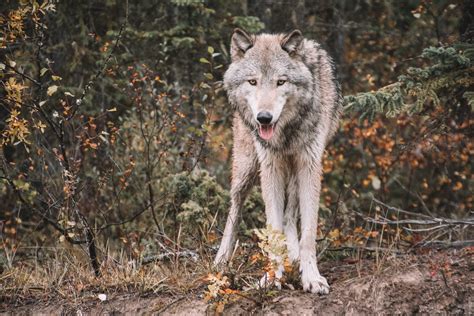 YELLOWSTONE WOLVES: 25 YEARS LATER | EHUNTR