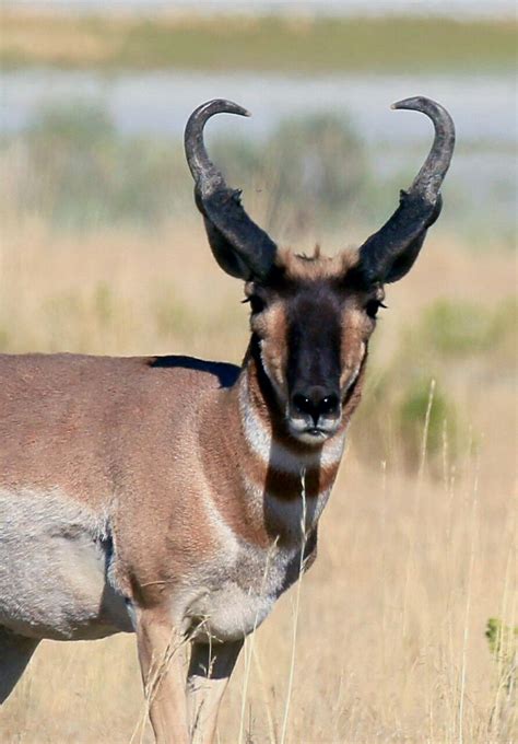 Heart-shaped Pronghorn Buck Bryan Maynes Photography ” Bow Hunting Tips, Big Game Hunting ...