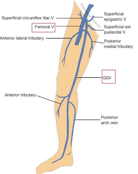 Great Saphenous Vein