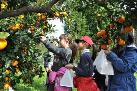 Jeju Mandarin Picking Experience | This Is Korea Tours