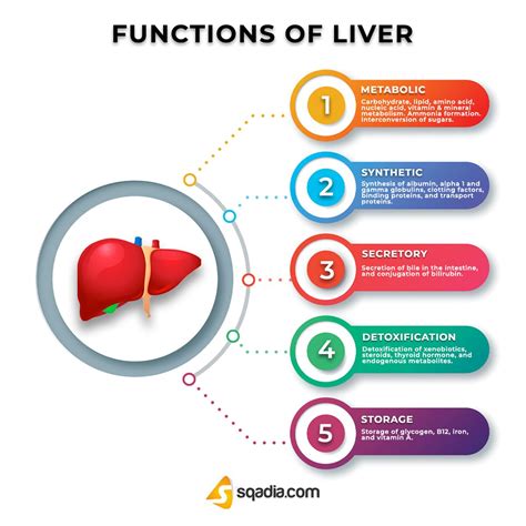 Which of the Following Plasma Proteins Function in Clotting