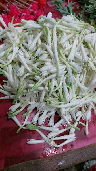 sampangi flower, Style : Fresh at Rs 50 / Kg in Madurai | MNV FLOWERS