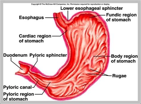 cardiac | Anatomy System - Human Body Anatomy diagram and chart images