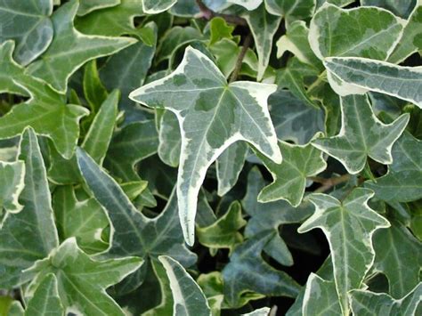 Hedera helix 'Variegated Needlepoint' English Ivy from Plantworks Nursery