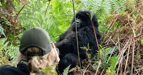 Bwindi Impenetrable National Park | Uganda Gorilla Tours