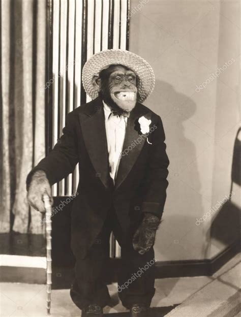 Monkey wearing a suit | Monkey wearing suit — Stock Photo © everett225 #130181280