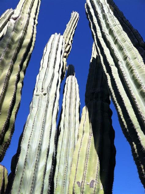 arizona cacti | Arizona cactus, Cacti and succulents, Outdoor