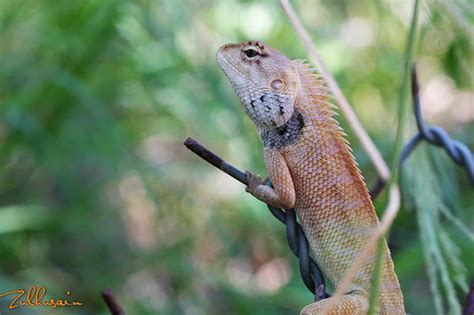 Cicak Kubing | Wild gecko | Kuala Terengganu, Malaysia | Flickr