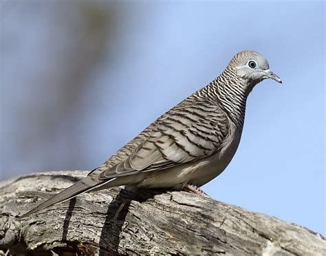 Peaceful Dove (Geopelia placida)