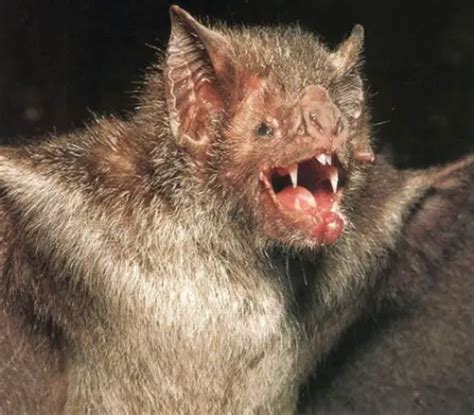 10 Interesting Vampire Bat Facts | My Interesting Facts