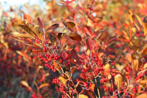 True Colors: 9 Best Shrubs for Fall Foliage: Gardenista