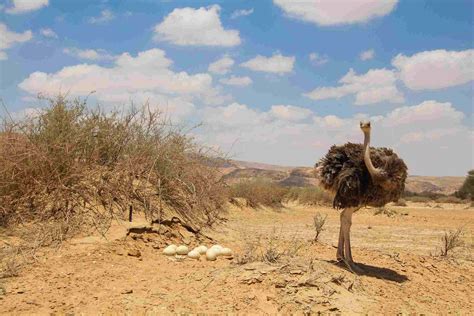 Ostrich Facts: Habitat, Behavior, Diet