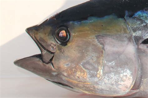 How to Fish for Bigeye Tuna | FishTalk Magazine