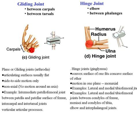 What Is A Gliding Joint Example at Sarah Scoggins blog