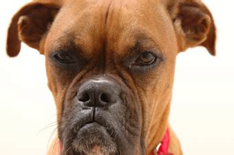 Dealing with a Cranky Dog | Alpha Paws