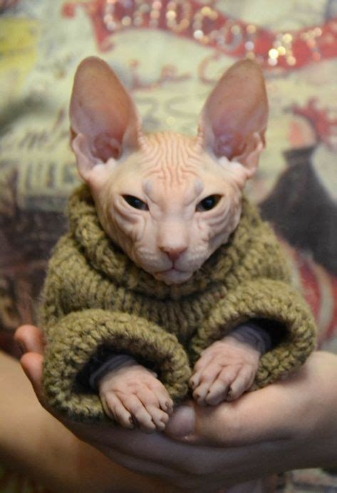 Sphynx Kitty #SphynxCat | Cute animals, Cute cats, Hairless cat