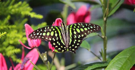 Photo of a Tailed Jay Butterfly · Free Stock Photo