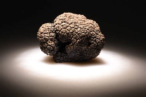 First Harvest of American Truffles to Debut in 2016