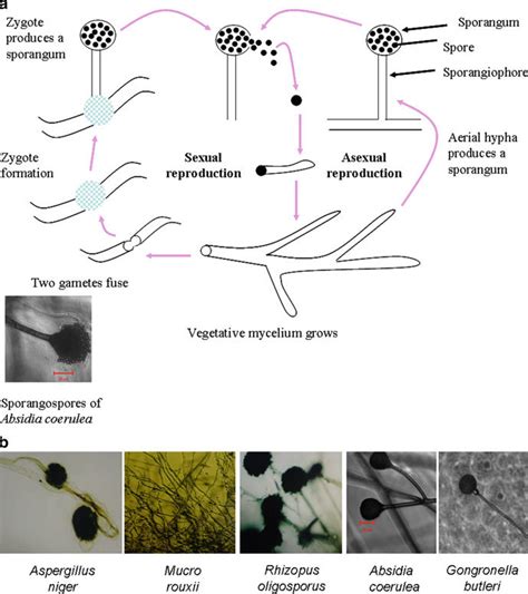 (a) Life cycle of fungi, asexual and sexual reproduction of fungi. Most... | Download Scientific ...