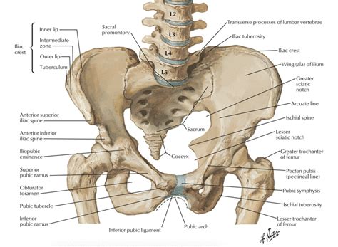 [정형의학/골반] Pelvic Girdle : 네이버 블로그