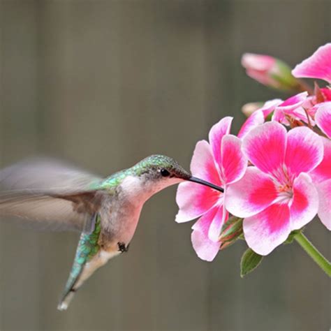 Best Flowers to Attract Hummingbirds to Your Yard | Hummingbird plants, Plants for hanging ...