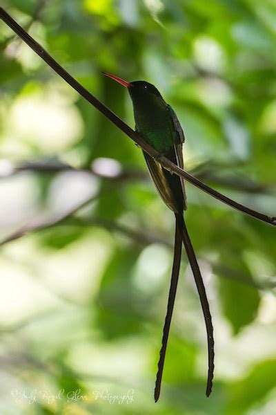 Red-billed Streamertail Hummingbird - Seeing Through God's Eyes