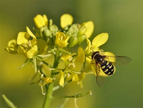 Mustard - health benefits and therapeutic value