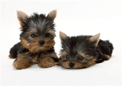 Teacup Puppies Wallpapers - Wallpaper Cave