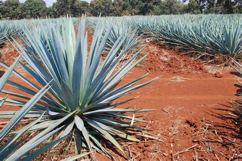 Types Of Agave Plants In Mexico