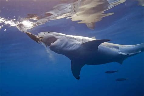 White shark: lifestyle, facts and habitat - News and Society 2023