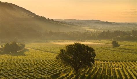 The best vineyards in the UK to visit this summer | Culture Whisper