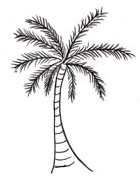 Palm Tree Drawing - Samantha Bell | Tree drawing simple, Palm tree drawing, Palm tree outline