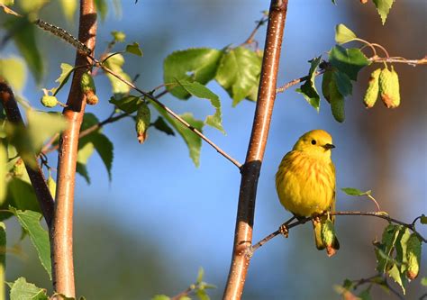 Yellow Warbler — Edmonton & Area Land Trust