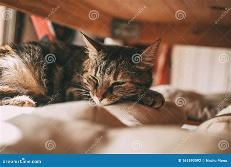 Beautiful Tabby Cat Sleeping Under a Table. Domestic Cat. Lovely Cat Portrait Stock Photo ...