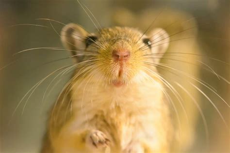 The Comprehensive Guide To Gerbil Care - and 10 Key facts about Gerbils