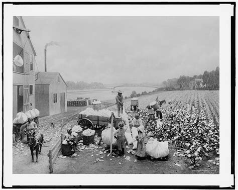 [Cotton plantation activities] | Library of Congress