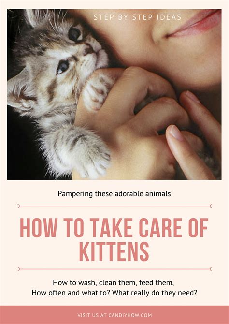 Iam Kitty I need Warm Hugs: How to Take Care of Kittens ( Newborn )