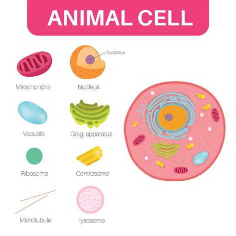 An animal cell is a type of eukaryotic cell. 12204761 Vector Art at Vecteezy