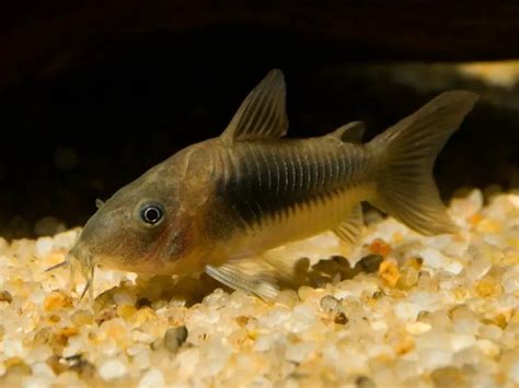 9 Most Popular Cory Catfish Types | Fishkeeping World