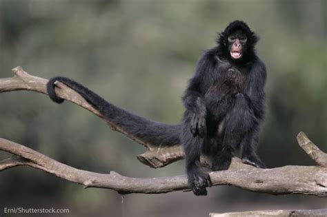 Amazon Rainforest Monkeys Pictures, Facts & Information