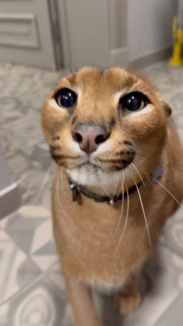 Pumba Caracal on Instagram: "Pumba thought, cameraman is his dinner😹 ...