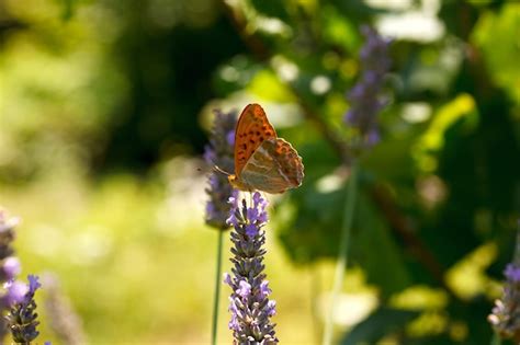 Premium Photo | Butterfly on lavender flowers