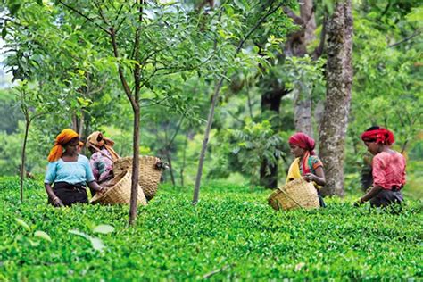 Kangra Tea: Himachal Pradesh's Kangra Tea will get GI Tag from European ...