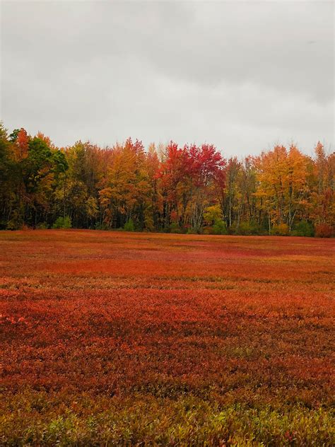 My Maine This Week: Blueberry field, by Nina Lusterman