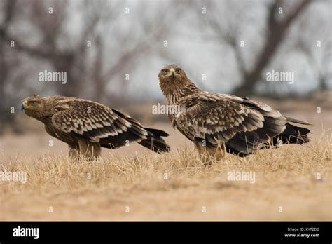 Pair of eastern imperial eagle hi-res stock photography and images - Alamy