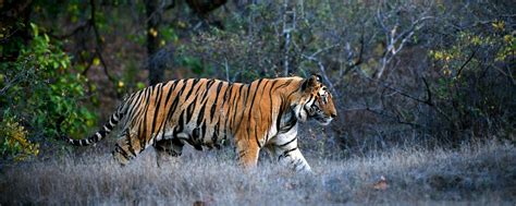 Wildlife - Myanmar - Burma