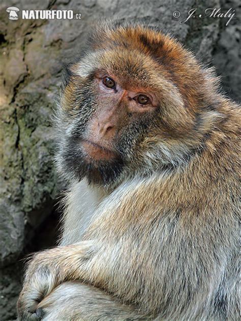 Macaca sylvanus Pictures, Barbary Macaque Images, Nature Wildlife ...