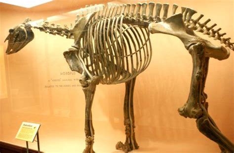 Miocene Epoch | Geologic Resources | Extinct animals, Mammals, Fossil