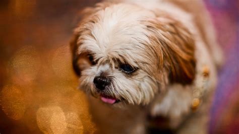 47+ Shih Tzu Brown And White And Black Image - Codepromos